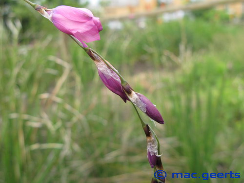 Dierama mossii